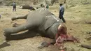 Petugas berada di dekat sejumlah gajah tanpa kepala yang mati dibunuh oleh pemburu di Taman Nasional Hwange, Zimbabwe (26/10). Pihak taman nasional menyatakan sedikitnya 22 ekor gajah ditemukan mati oleh pemburu gelap. (REUTERS/Stringer)
