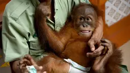 Bayi orangutan Bon Bon saat digendong petugas di Bandara Internasional I Gusti Ngurah Rai, Denpasar, Bali, Senin (16/12/2019). Bon Bon akan dilepasliarkan di hutan Sumatera. (SONNY TUMBELAKA/AFP)