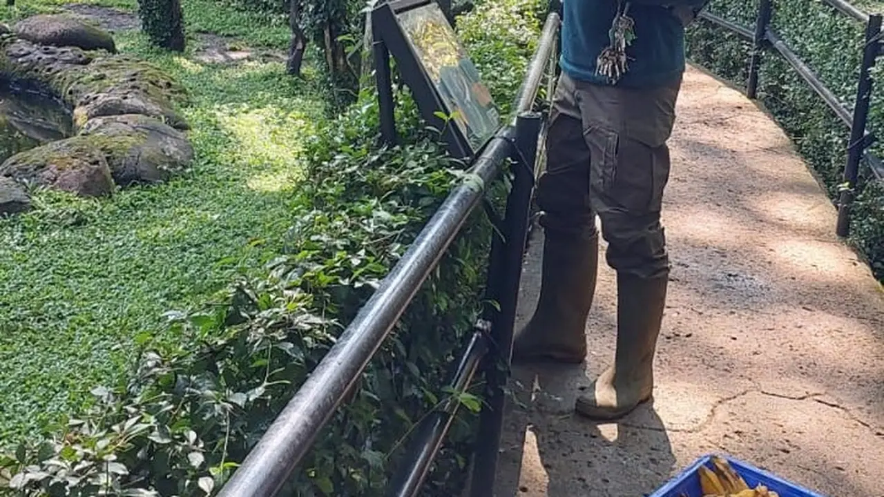 Keeper hewan di Bandung Zoo tengah mempersiapkan dan memberi makan hewan. (Liputan6.com/Arie Nugraha)