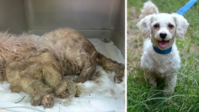 Deretan Foto yang Tunjukkan Penderitaan Hewan