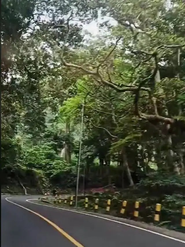 6 Potret Alas Gumitir di Banyuwangi yang Diduga Lokasi Asli Film 'KKN di Desa Penari'