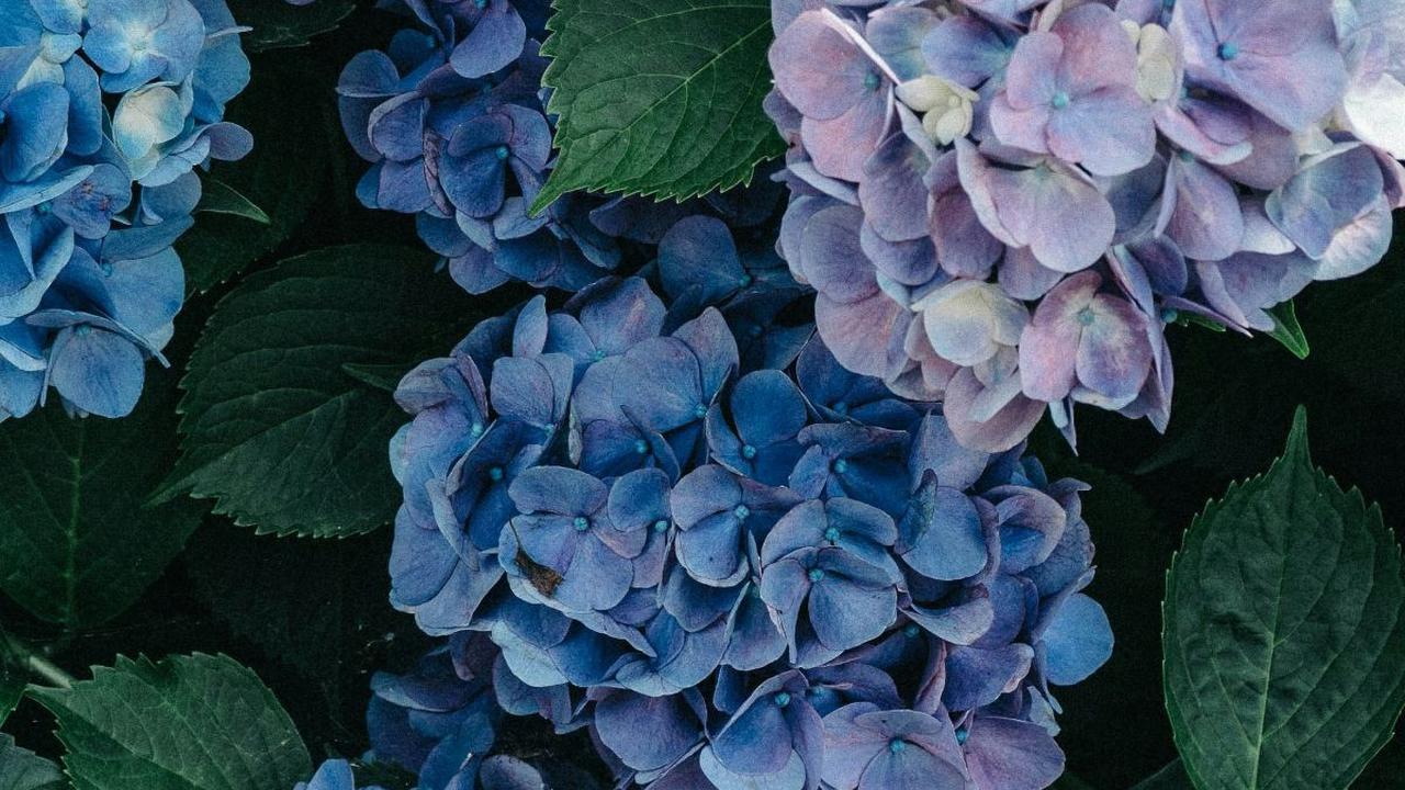 <b>Hydrangea</b>