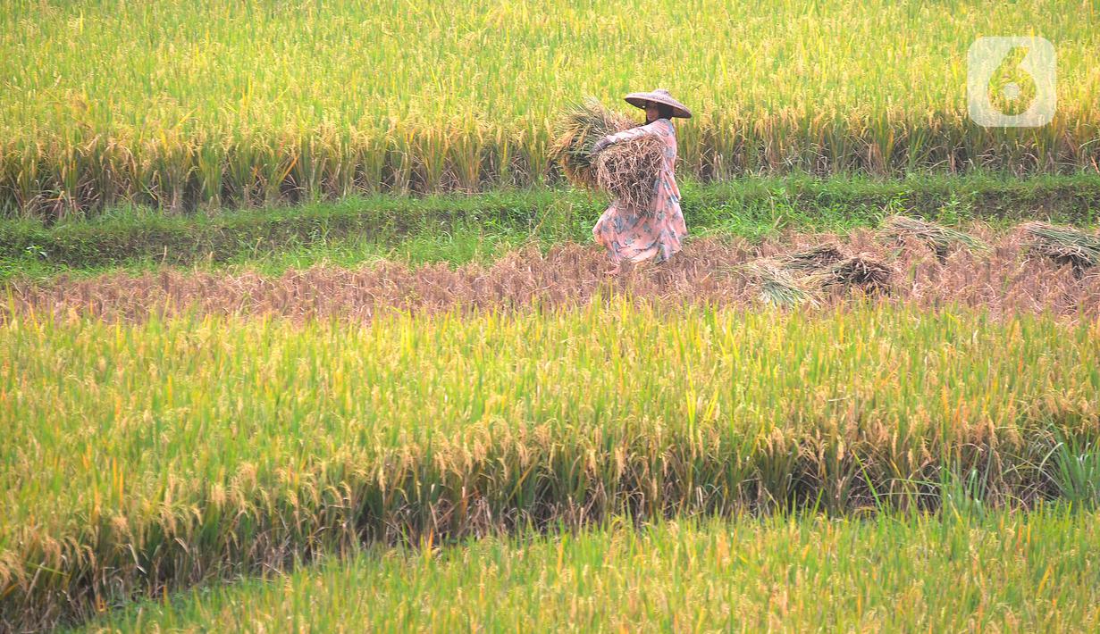 Petani melakukan panen padi jenis IR 64 di kawasan Sukamakmur, Bogor, Jawa Barat, Kamis (5/1/2022). Harga gabah kering di tingkat petani saat ini mengalami kenaikan Rp 500 menjadi Rp 7000/kg disebabkan curah hujan yang tinggi sehingga menyebabkan panen padi tertunda. (merdeka.com/Arie Basuki)