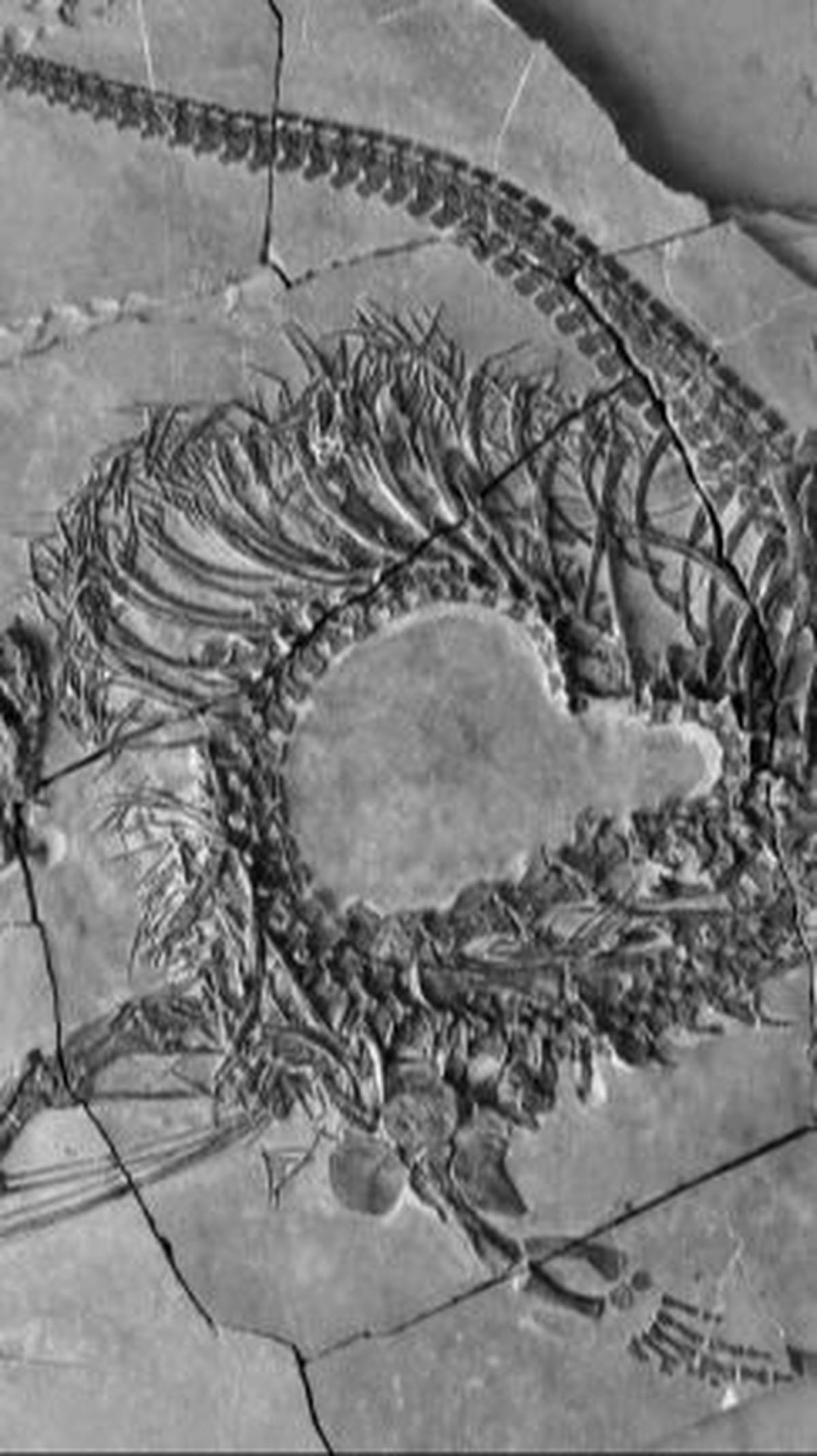 Dinocephalosaurus Orientalis dan Tanystropheus hydroides<br>