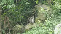 Seekor monyet terlihat di tempat wisata Gunung Parang di Kabupaten Purwakarta, Jawa Barat, Minggu (17/12). (Liputan6.com/Herman Zakharia)