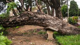 Sebuah pohon tumbang dan jatuh di taman umum di pusat Antsirabe setelah berlalunya topan Batsirai pada 6 Februari 2022. Sedikitnya enam orang dan membuat hampir 48.000 orang mengungsi ketika Topan Batsirai melanda Madagaskar. (RIJASOLO/AFP)