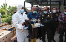 Karantina Sumut Musnahkan 173 Ayam Bangkok dan 20 Kambing Pigmi Ilegal Asal Thailand