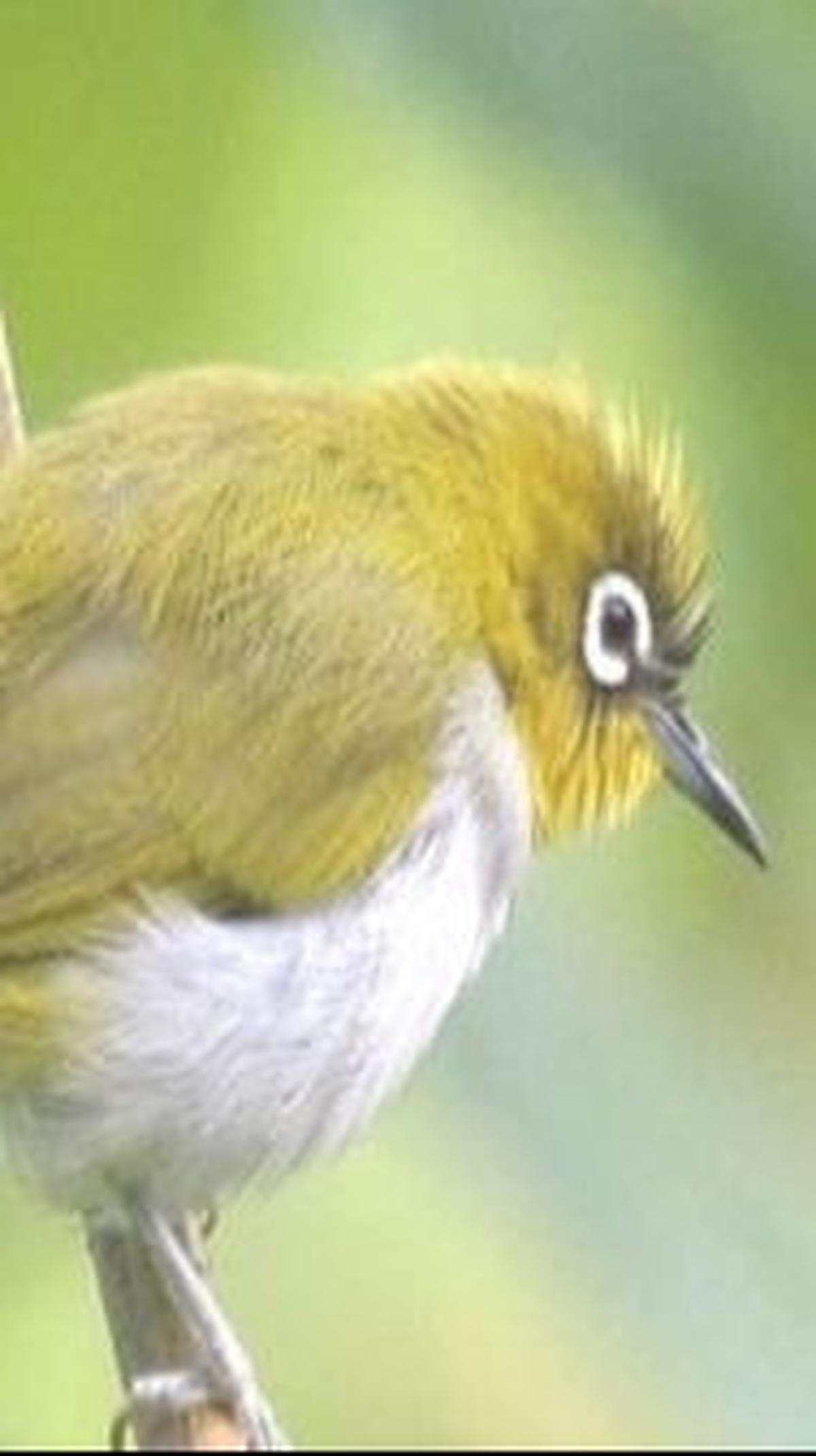 11. Pleci Salvadori Enggano<br>
