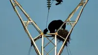 Seekor beruang lapar terekam sedang memanjat menara listrik tegangan tinggi hanya untuk mencuri sejumlah telur burung gagak.