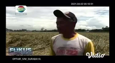 Jelang musim panen, tanaman padi di Desa Kertonegoro, Kecamatan Jenggawah, Kabupaten Jember justru diserang hama wereng, akibatnya petani gagal panen.