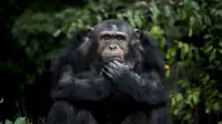 Ternyata manusia memiliki kepadatan rambut tubuh yang sama dengan simpanse (Reuters)