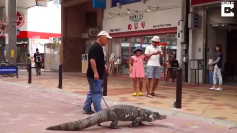 Layaknya Anjing, Kakek Ini Ajak Jalan Buaya Peliharaannya