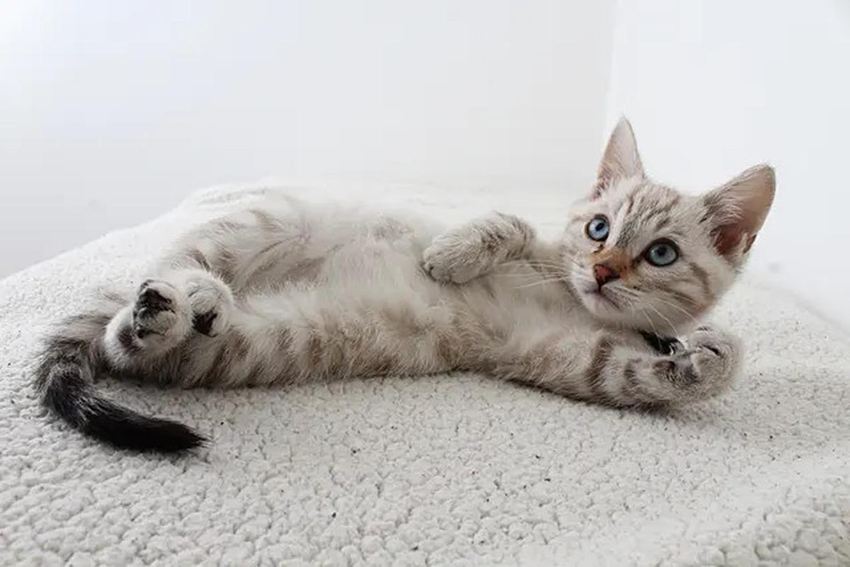 Menurut Studi, Memberi Makan Kucing Secara Berlebihan Ternyata Punya Efek Mengejutkan