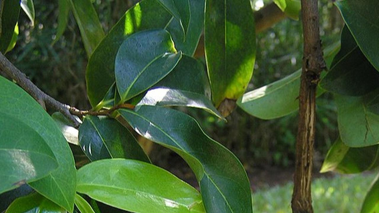 Manfaat Rebusa Daun Sirsak untuk Pria: Solusi Alami untuk Kesuburan dan Stamina