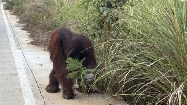 Orangutan