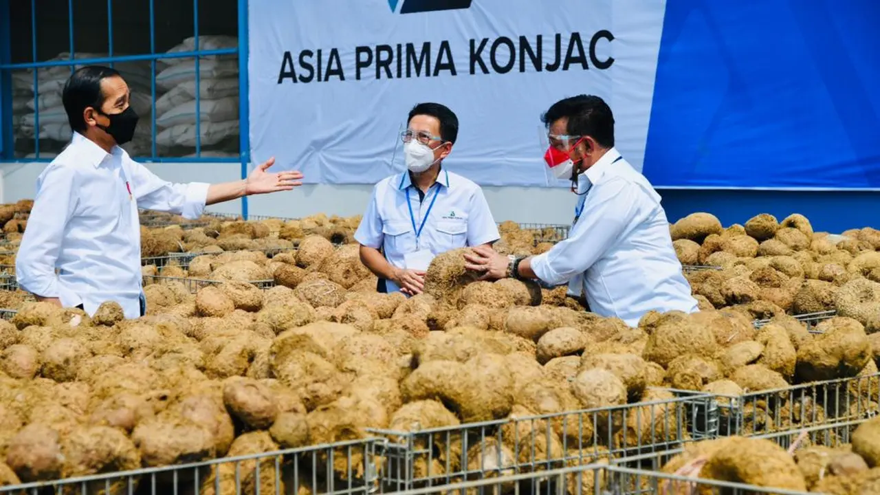Presiden Jokowi Rekomendasikan Tanaman Porang Sebagai Makanan Sehat Masa Depan