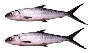  Gambar Ikan Cucut  Laut Klik OK