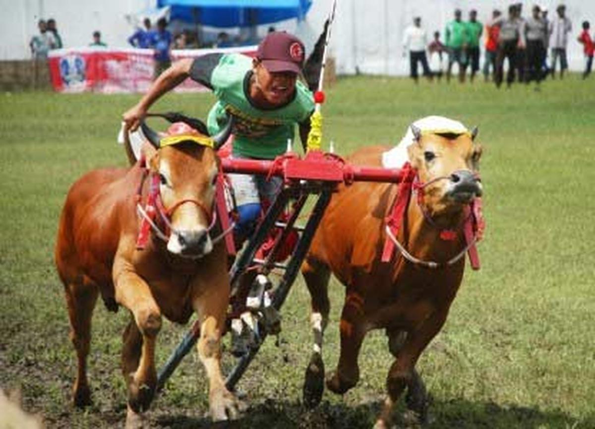 120212bfoto_kerapan-sapi.jpg