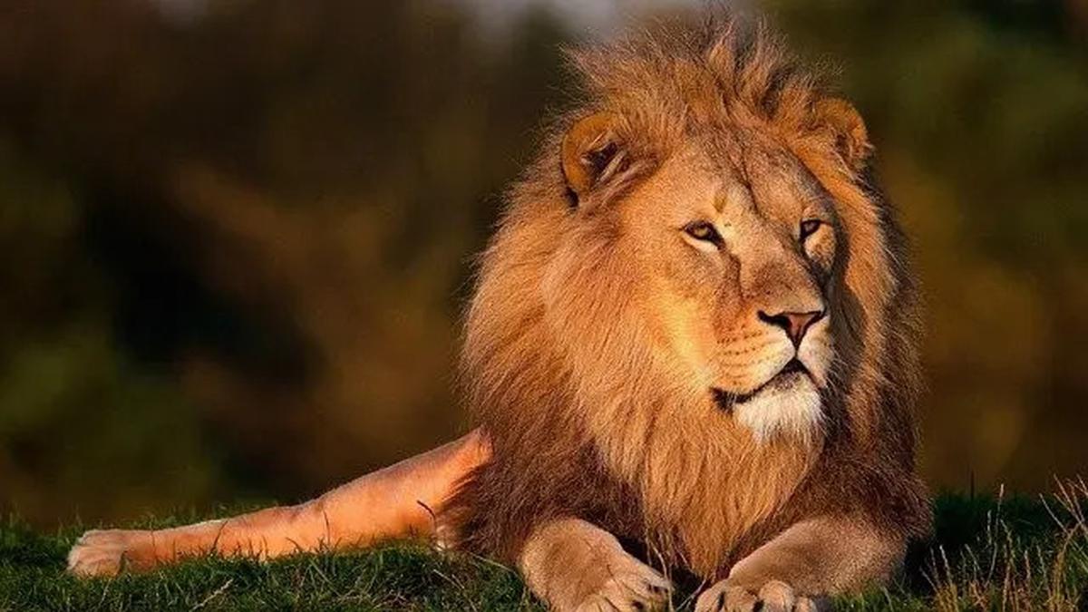 Ngeri! Singa Kabur Masuk Permukiman Warga di Pakistan