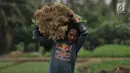 Petani membawa hasil panen di perkebunan sayur kawasan Sunter, Jakarta, Selasa (9/7/2019). Perkebunan di kawasan Sunter ini merupakan salah satu pemasok sayuran seperti bayam, kangkung, sawi, dan kemangi di pasar tradisional yang berada di utara Jakarta. (merdeka.com/Iqbal S. Nugroho)