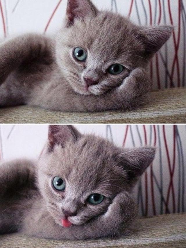 hewan berpose di depan kamera