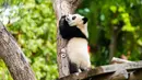 Seekor anak panda raksasa tampak bermain di Kebun Binatang Berlin di Berlin, ibu kota Jerman, pada 28 Mei 2020. Panda "Meng Meng" dan "Jiao Qing" dari China beserta anak kembar mereka "Meng Xiang" dan "Meng Yuan" telah menarik banyak pengunjung meskipun pembatasan masih berlaku. (Xinhua/Binh Truong)