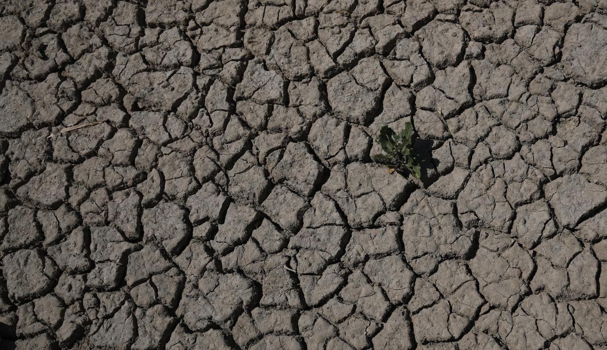 Tumbuhan tunggal tumbuh dari dasar retakan laguna Alalay, di Cochabamba, Bolivia, Jumat (18/11/2022). Dua laguna, Coña Coña dan Alalay, berada pada level kritis karena kurangnya hujan, penumpukan bahan organik dan penguapan di tengah peningkatan suhu. (AP Photo/Juan Karita)