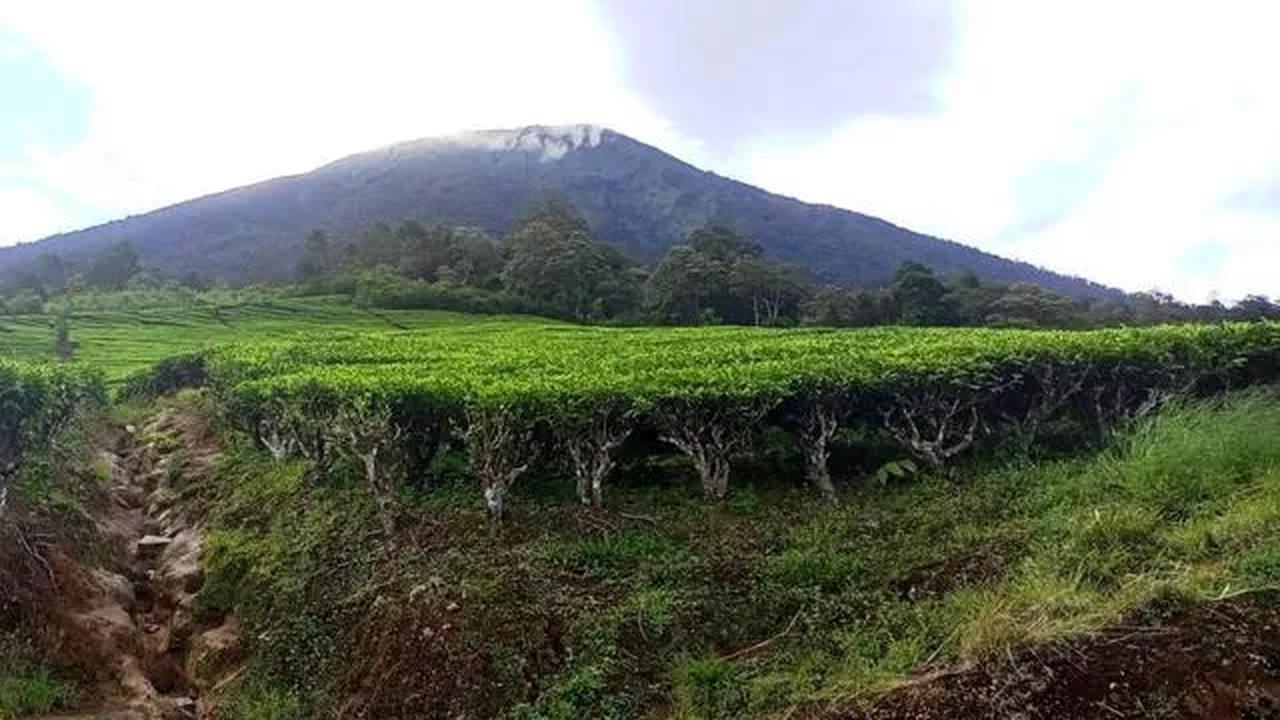 Sementara di sekitar areal wisata kebun teh dan di kaki gunung masih aman dikunjungi. Hanya, masyarakat diminta tetap waspada.