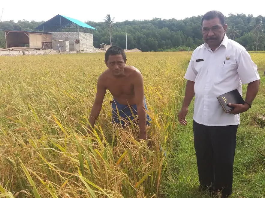 Serangan belalang merusak sawah-sawah petani di Waingapu, Sumba, NTT (Liputan6.com / Ola Keda)