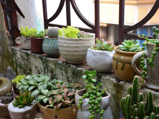 4 Manfaat Hobi Berkebun Di Masa Pandemi Bagi Kesehatan Citizen6 Liputan6 Com