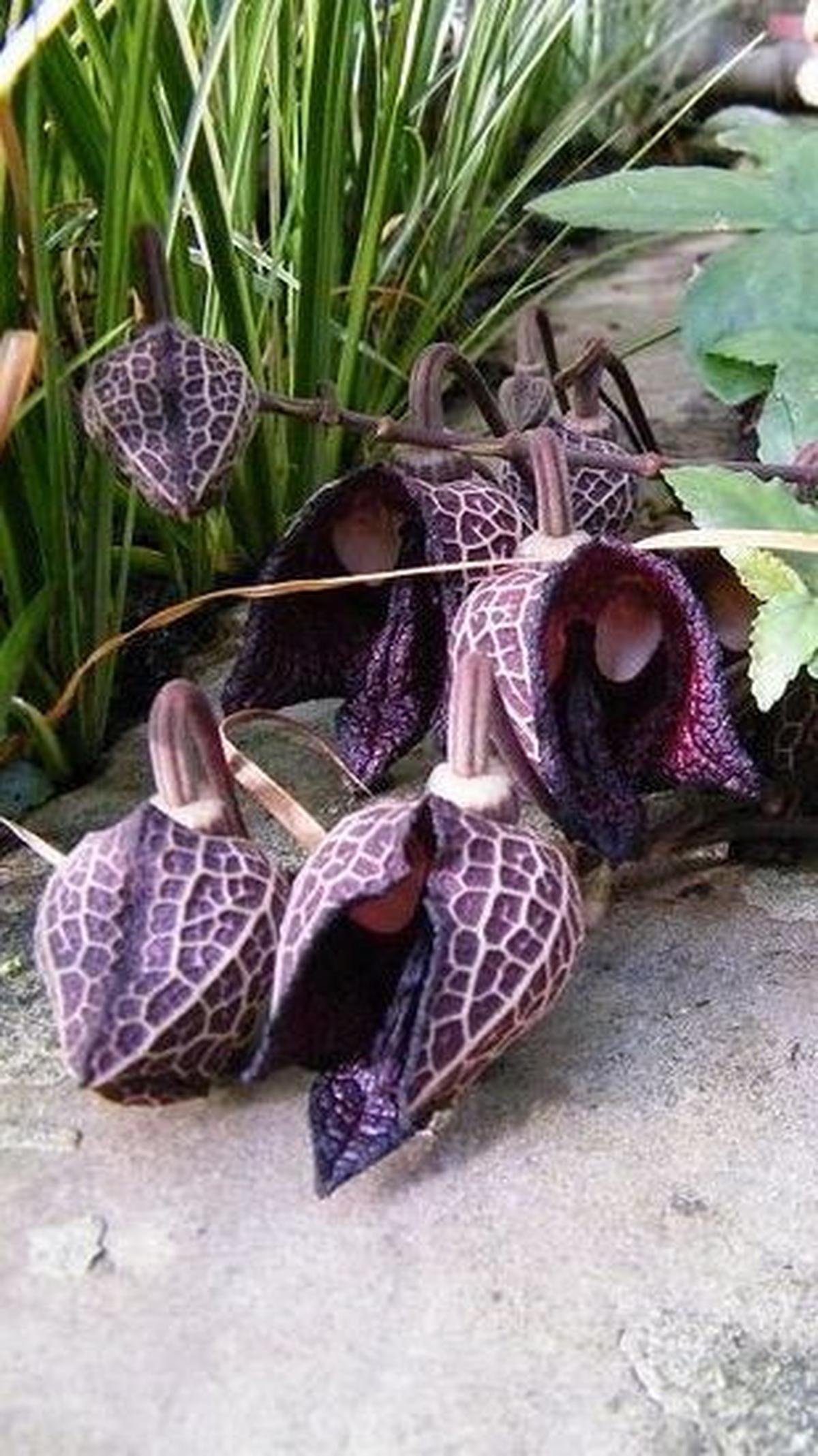 Aristolochia Salvadorensis