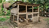 Cara Membuat Kandang Ayam Darurat dari Bambu dan Kayu Bekas, Ternyata Tak Perlu Bahan Mahal