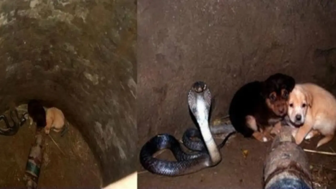 Ular Kobra Selamatkan Anak Anjing yang Jatuh ke Dalam Sumur