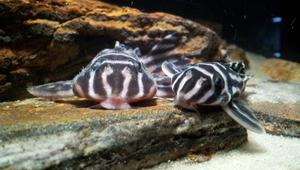 Apa cantiknya ikan sapu-sapu? Jangan salah, ikan sapu-sapu harganya juga ada yang sampai jutaan lho. (Foto: aquaecostore.com)