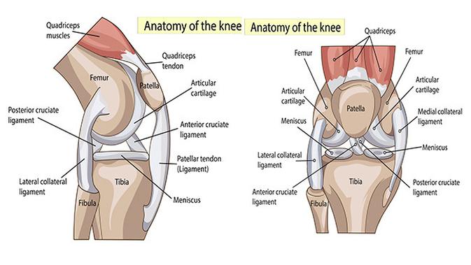 Anatomi ligamen yang penting pada sendi lutut yaitu anterior cruciate ligament (ACL), posterior cruciate ligament (PCL), lateral collateral ligament (LCL) dan medial collateral ligament (MCL)