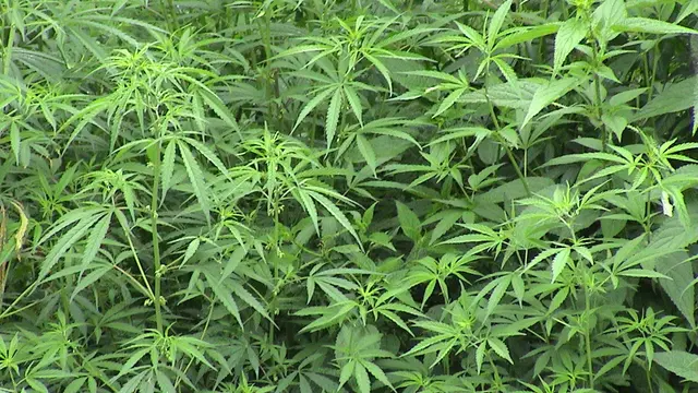 [Bintang] Tewas, Dokter Temukan 'Jejak' Ganja dalam Tubuh Bayi Ini