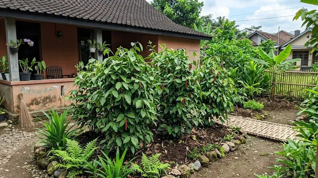 7 Cara Menanam Lada Perdu di Halaman Rumah, Cepat Berbuah dan Mudah Dirawat