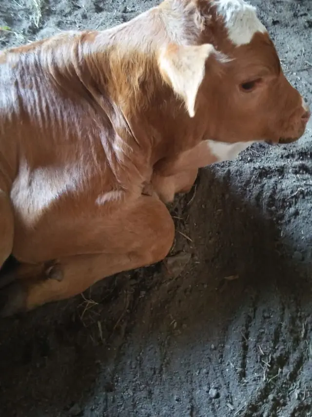 Anak sapi berkaki enam menghebohkan warga Blora. (Foto: Liputan6.com/Ahmad Adirin)