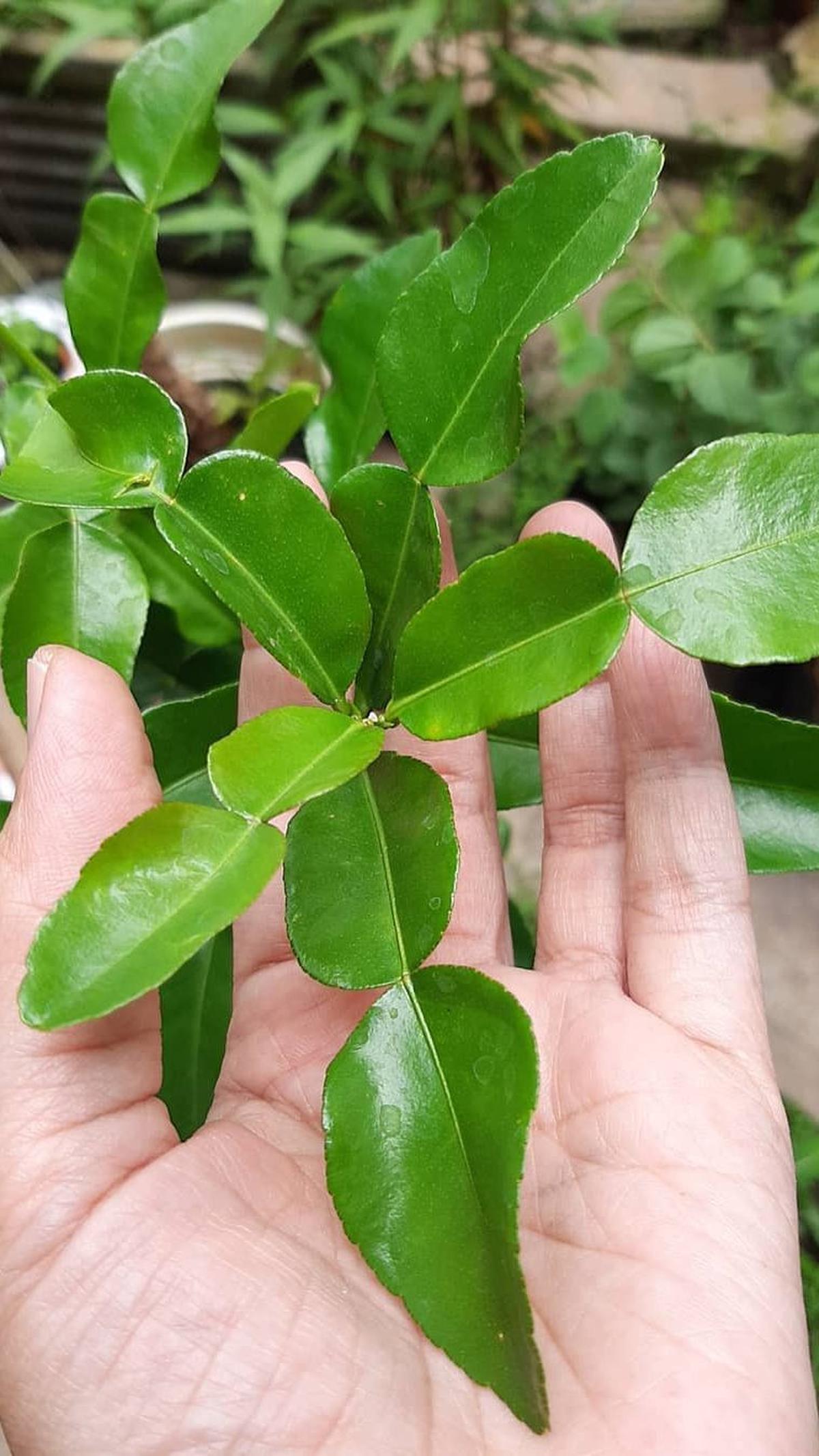 Bersihkan Daun Jeruk Purut