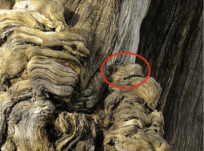 Ini dia petunjuk dari adanya kucing di foto dahan pohon.