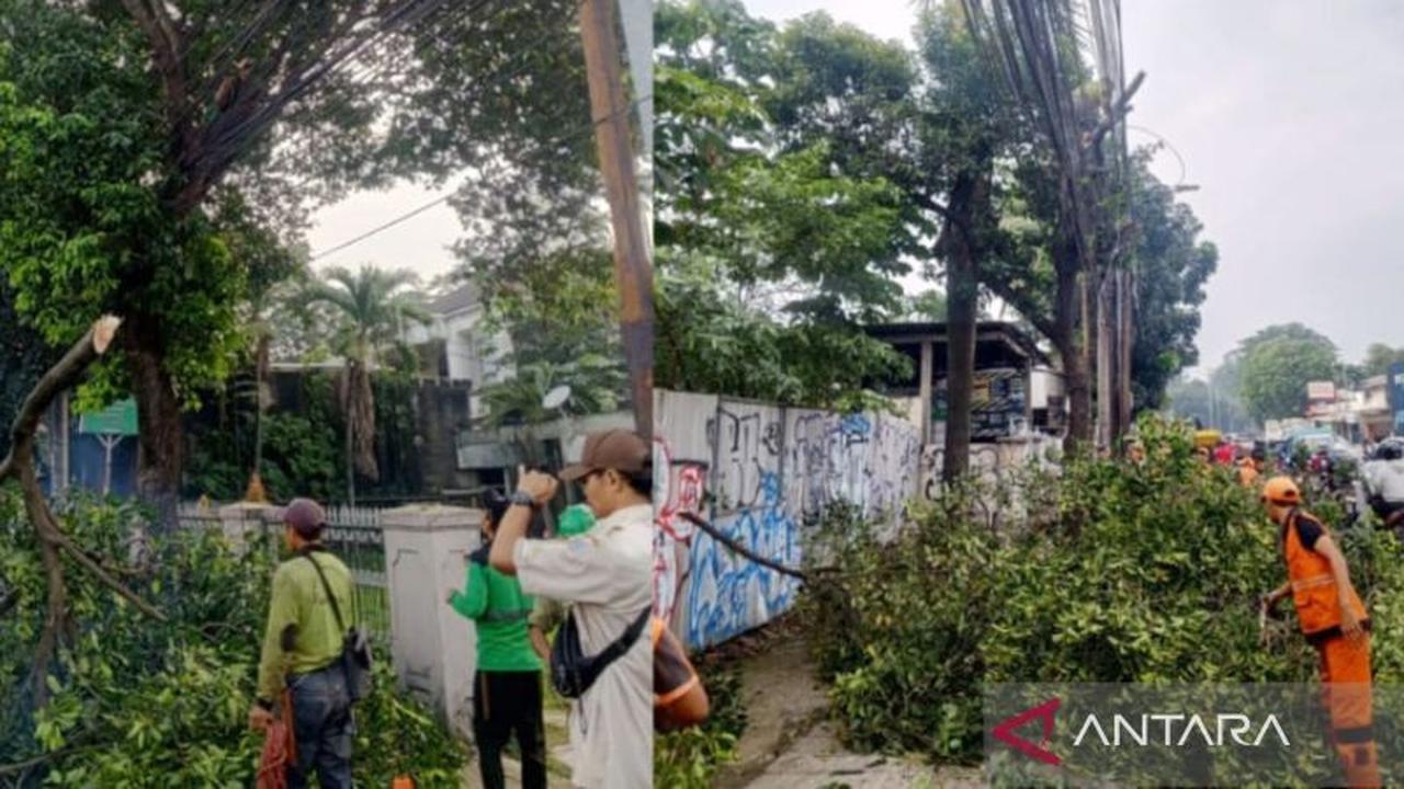 Pemangkasan Pohon Rawan Tumbang Jaktim, Upaya Pemkot Jaga Keamanan Pengguna Jalan