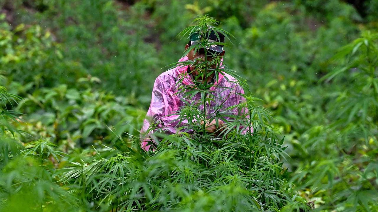 FOTO: TNI AD Bongkar Ladang Ganja di Pegunungan Aceh Besar