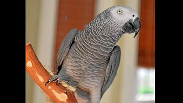 Ditemukan Setelah Hilang 4 Tahun, Burung Beo Ini Bicara Spanyol