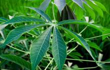 Apakah Daun Singkong Menyebabkan Darah Tinggi? Ketahui Fakta dan Mitosnya Seputar Konsumsi Daun Singkong