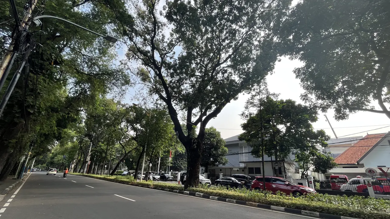 Pohon besar di kawasan Jakarta Pusat, mulai dari kawasan Proklamasi hingga Teuku Umar.