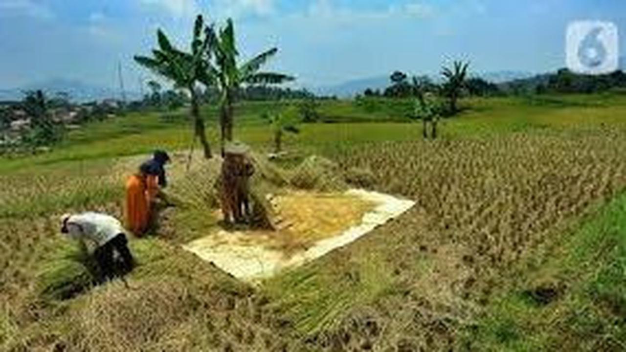 Jadi Petani Dadakan