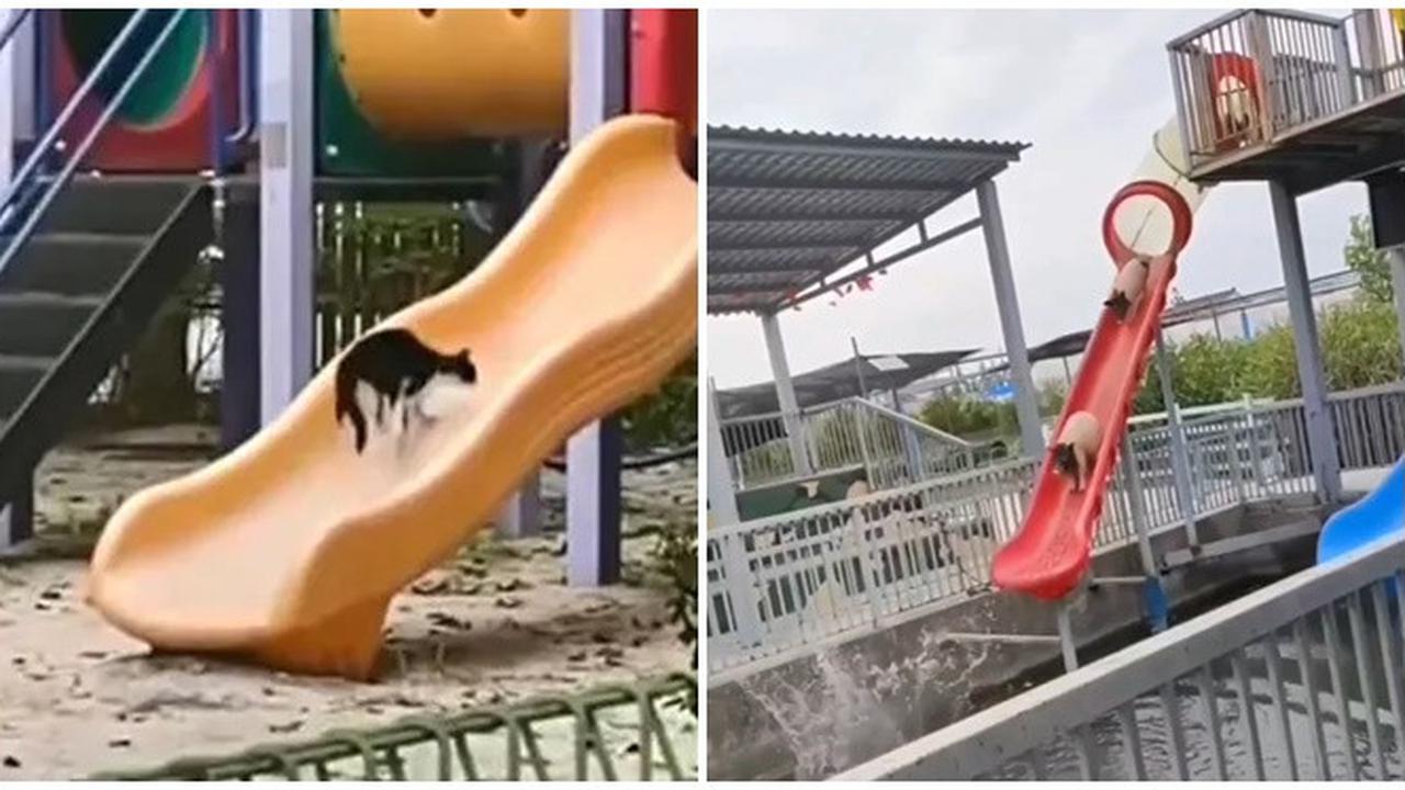 6 Potret Hewan Main Perosotan Ini Kocak, Tampak Gembira Bak Manusia