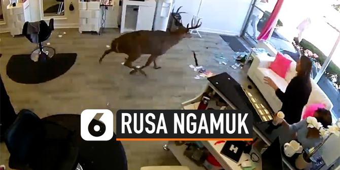 VIDEO: Detik-Detik Rusa Ngamuk Seruduk Salon