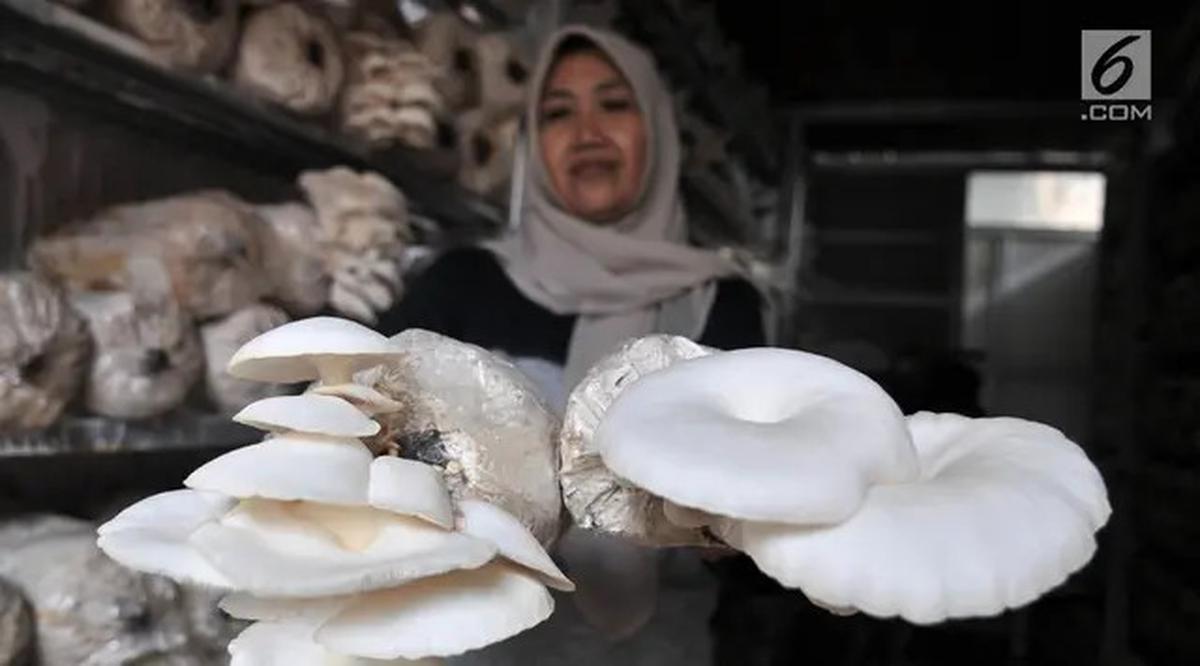 Trik Membuat Jamur Krispi Tetap Renyah dan Tahan Lama