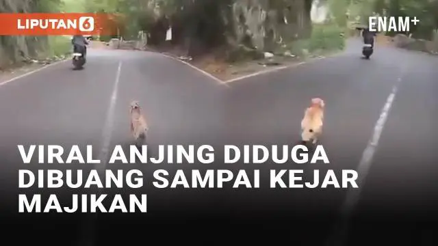 VIDEO: Viral Anjing Kejar Majikan yang Diduga Membuangnya di Bali, Ini Faktanya
